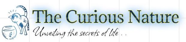 thecuriousnature.com